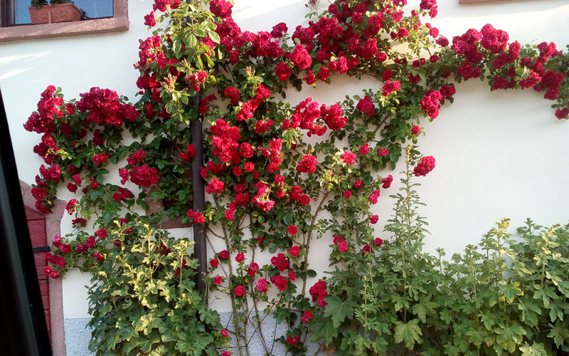 Pflanzen, Beflanzungen, Garten - Bild 30